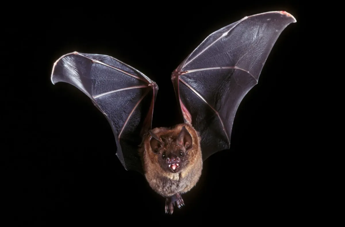 Interview: What it's like to be a bat